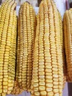 Cob Corn For Wildlife  Organic Amish Picked  20 Cobs 