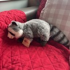 Webkinz Signature Series Raccoon With Sealed Unused Code