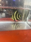 French Angelfish  pomacanthus Paru  net Caught  Sm Size  Wysiwyg