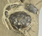 Pulalius Crab Fossil  Eocene  Washington  Arthropod  Crustacean