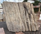       rr        Detailed Woodworthia Petrified Wood From Arizona  6 5 Lb     