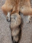 Just Tanned Red Fox Pelt nice Fur No 2 Pelt  Cabin Craft  Super Soft Hide