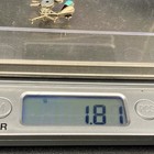 Petite Vintage Zuni Native Turquoise Roadrunner Sterling Silver Brooch Pendant