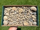 Over 300 Pennsylvanian Age Fossils Goniatites Gastropods Brachiopods Coral Etc