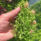 Combo Ambulia   Guppy Grass  Anacharis  Pearl Weed Aquarium Plant Buy2get 1 Free