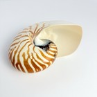 One Vintage Natural Nautilus Seashell Nautilus Pompilius Tiger Shell 6    Mint