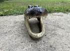 Xl 10 - 11    Alligator Head From Genuine Louisiana Gator