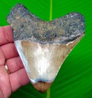 4 05    Megalodon Shark Tooth Real Fossil No Restorations Sharks Teeth