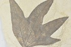Sycamore platanus Wyomingensis   Leaf Fossil  Bonanza  Utah