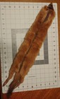 Salvaged Mink Pelt  Preserved  A Legacy Item  Russet Fur  Intact  23 In  Long 