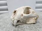 Replica Feline Skull