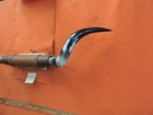 Mounted Steer Bull  Horns  3 6  Tip To Tip  750 Bull Horn Longhorn