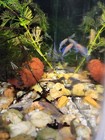 Gulf Coast Pygmy Sunfish Reverse Trio 2m 1fm