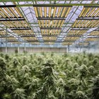 640w Spider Replaces Fluence Gavita 1700e Led Foldable Bar Grow Light Plant Lamp