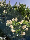 35  White Crape Myrtle Tree   Shrub   Flower Seeds   Drought Tolerant Perennial