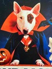 Spuds Mackenzie Bud Light Beer Sign - Halloween Fright Night - Budweiser
