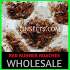 Mixed Sizes Red Runner Turkestan Feeder Roaches  1 4 In - 1 In  500   1000