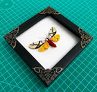 Real Moth Taxidermy Framed Shadow Box Unique Gift For Mom Mother Birthday Decor