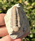 Nice Oklahoma Fossil Trilobite Paciphacops Campbelli Devonian Age Bug In Matrix