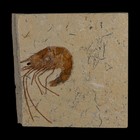 1 6  Fossil Shrimp Carpopenaeus Cretaceous Age 100 Mil Yrs Old Lebanon Coa