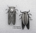  5013 pin Large Antiqued  925 Sterling Silver Plated Cicada Pin
