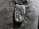Starter Crinoid Fossil  Crawfordsville  In
