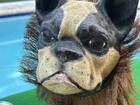 Antique French Bulldog Growler Pull Toy