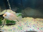 Flowerhorn F1 Kamfa Male Cichlid Golden Base 6 Inch