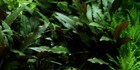 Cryptocoryne Petchii 1 Pot -freshwater Aquatic Live Plants 