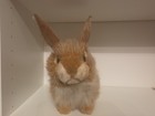 Hansa Creation Realistic Bunny Rabbit Animal Plush Hare 11  Habdcrafted Read 