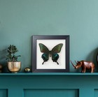 Itrixgan Framed Real Butterfly Taxidermy Butterfly Specimen For Science Class
