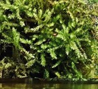 Live American Tree Moss   climacium Americanum   Terrarium  Vivarium Free Ship