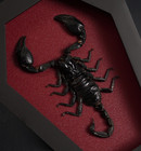 Real Scorpion Coffin Frame Taxidermy Gothic Home Decor Oddity Curiosities Gift