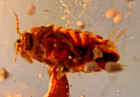 A101 Bu7133 Super Rare Isopod   Wasp In Authentic Burmese Amber Burmite 99mya
