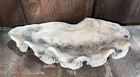 Rare Clam Shell 10    5    Genuine Tridacna Gigas Giant Clam Bivalve Mollusk