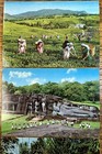 Ceylon Color Photo Postcard Lot  3 Cards  Gal Vihare  Dancers  Tea Pluckers