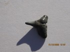 Baby Fossils Set Of Twenty