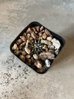 Ariocarpus Kotschoubeyanus Specimen