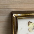 Vintage Real Butterfly Specimen Framed Display Wood Frame Handmade Austria 4 75   