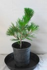 Japanese Black Pine  mikawa  Trained Pre-bonsai Tree - 1 Gallon Informal Upright