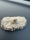 Bee Hive Paper Comb Collectible Natural Honeycomb Structure Insect Nest Display