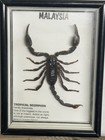 Malaysian Tropical Scorpion Encapsulated Within A Frame With Glass