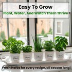 5 Herb Seeds Variety Kit  Oregano  Cilantro  Parsley  Basil  Chives