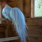 Rare Self Blue Japanese Onagadori Hatching Eggs No Extras Or Hatch Guarantee