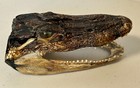 6 Inch Real Alligator Head