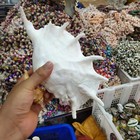 Large Lambis Spyder Conch Seashell Natural Shell Rare Real Beach Deco 5-6  In
