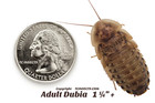 Dubia Roaches - Small  Medium  Large - Live Arrival   Free Shipping Nationwide
