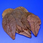 Catappa Leaves 4-7 Inch 10 Pcs Indian Almond Leaf For Betta Shrimp Tank