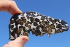 Sericho Pallasite Meteorite  Etched Slice Weight 25 6 Grams 4 Inch Usa Dealer