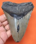 Megalodon Shark Tooth - Real Fossil - 4 83  - Shark Teeth No Restorations
